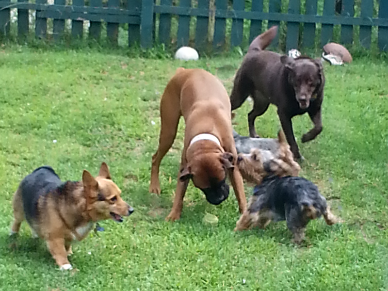 Photo Gallery Kozy Kennels Maine Kennel, Dog Grooming and Boarding