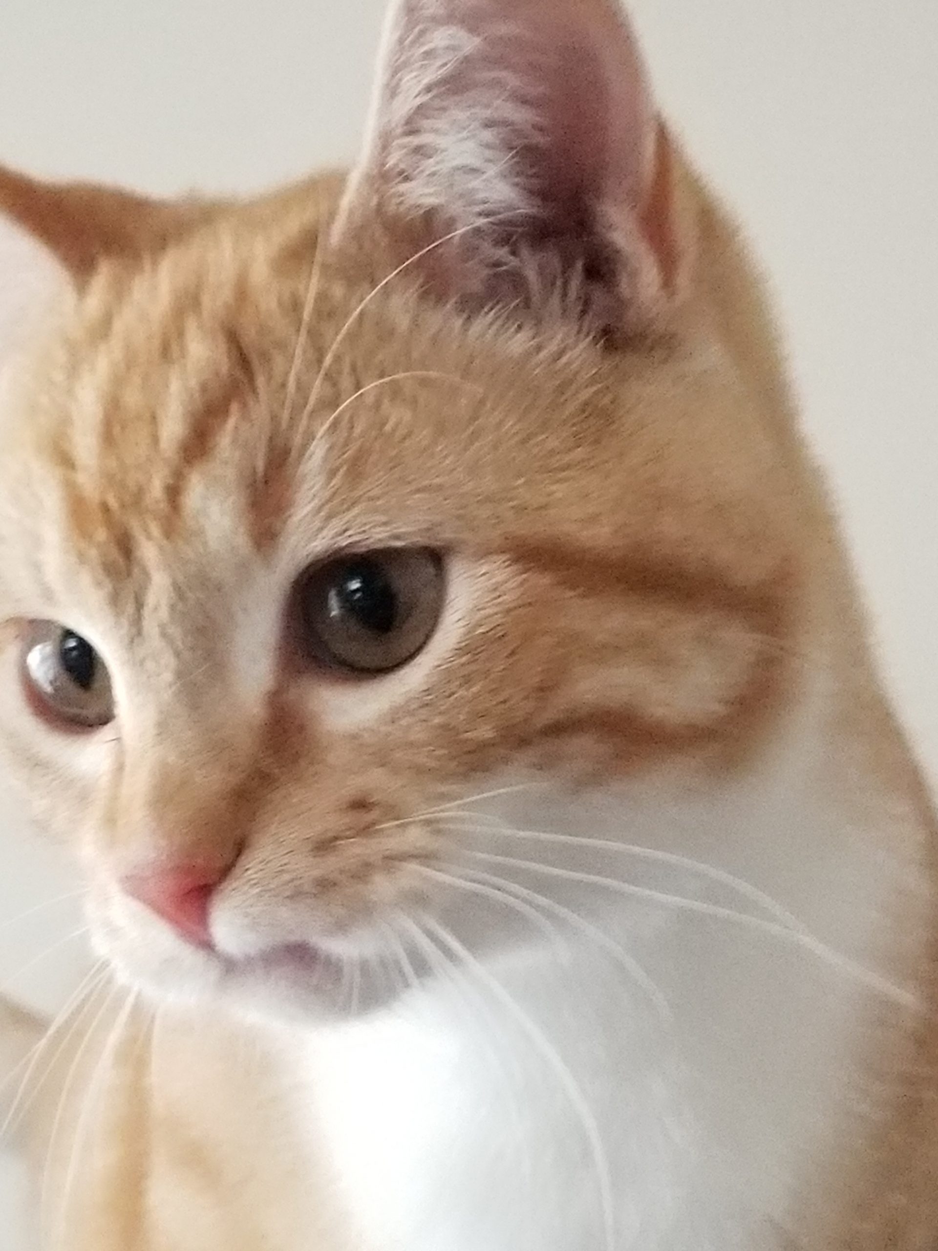 Cat Ordinance in Atascadero 09.30.2022 KPRL Radio 1230AM & 99.3FM