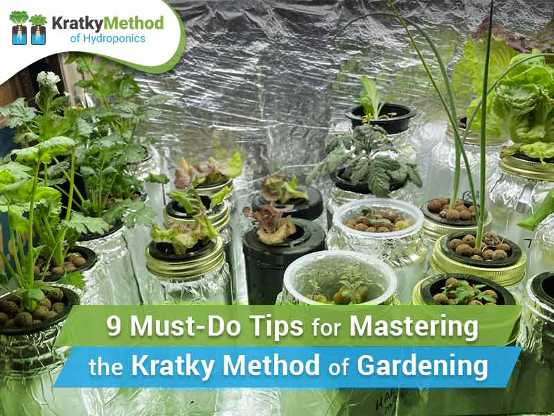Kratky Potatoes Kratky Method of Hydroponics Simplified Master the