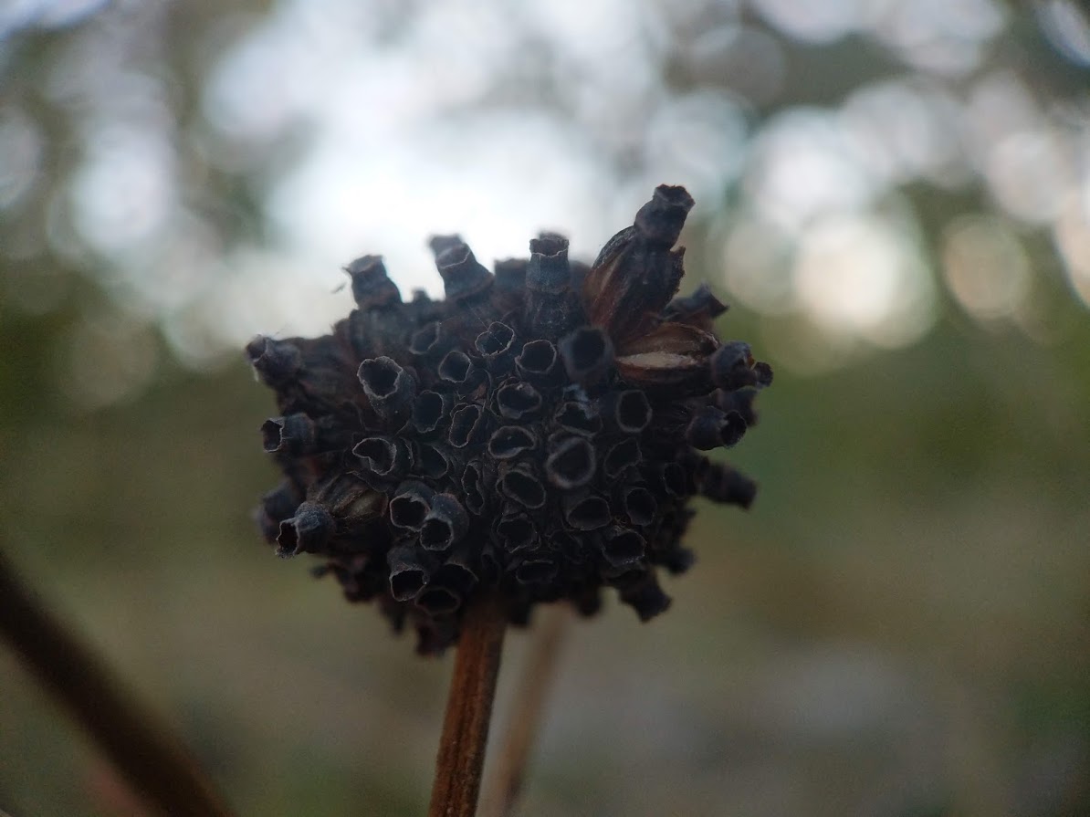 Kratom Seed Pod Grown FL Kratom Leaf