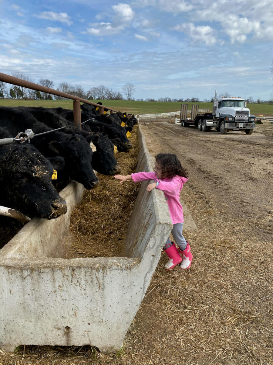 About Us Kraus Angus Farm Dyersburg, Tennessee