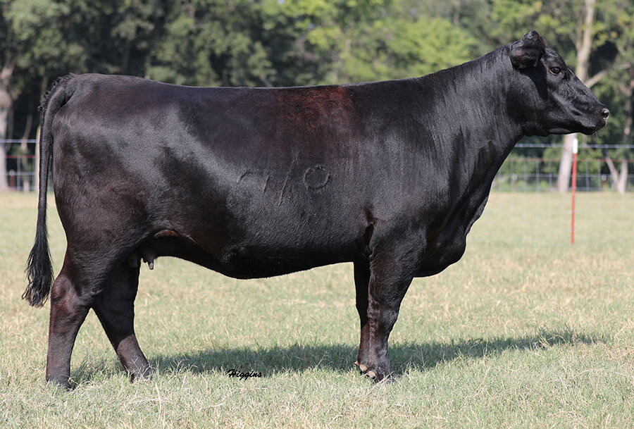 Donors Kraus Angus Farm Dyersburg, Tennessee