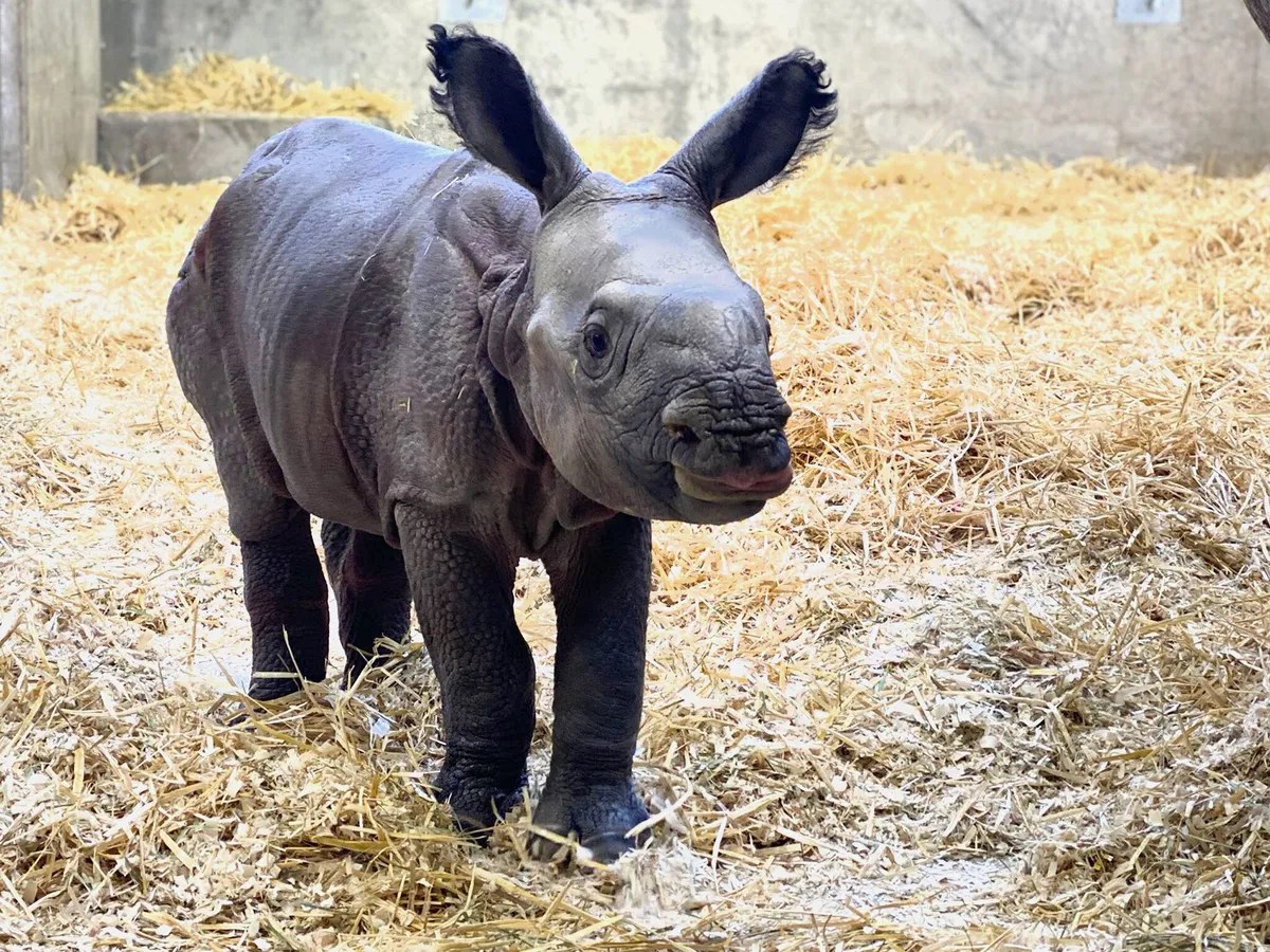 Denver Zoo first ever baby greater onehorned rhino KRDO