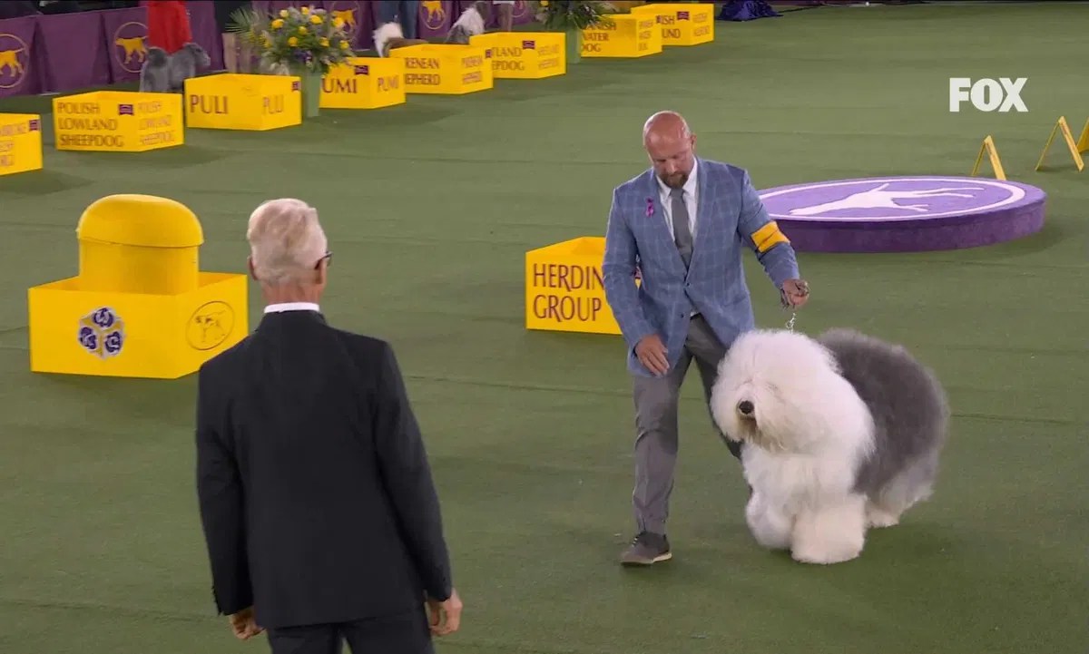 Colorado Springs Old English Sheepdog wins herding group at Westminster