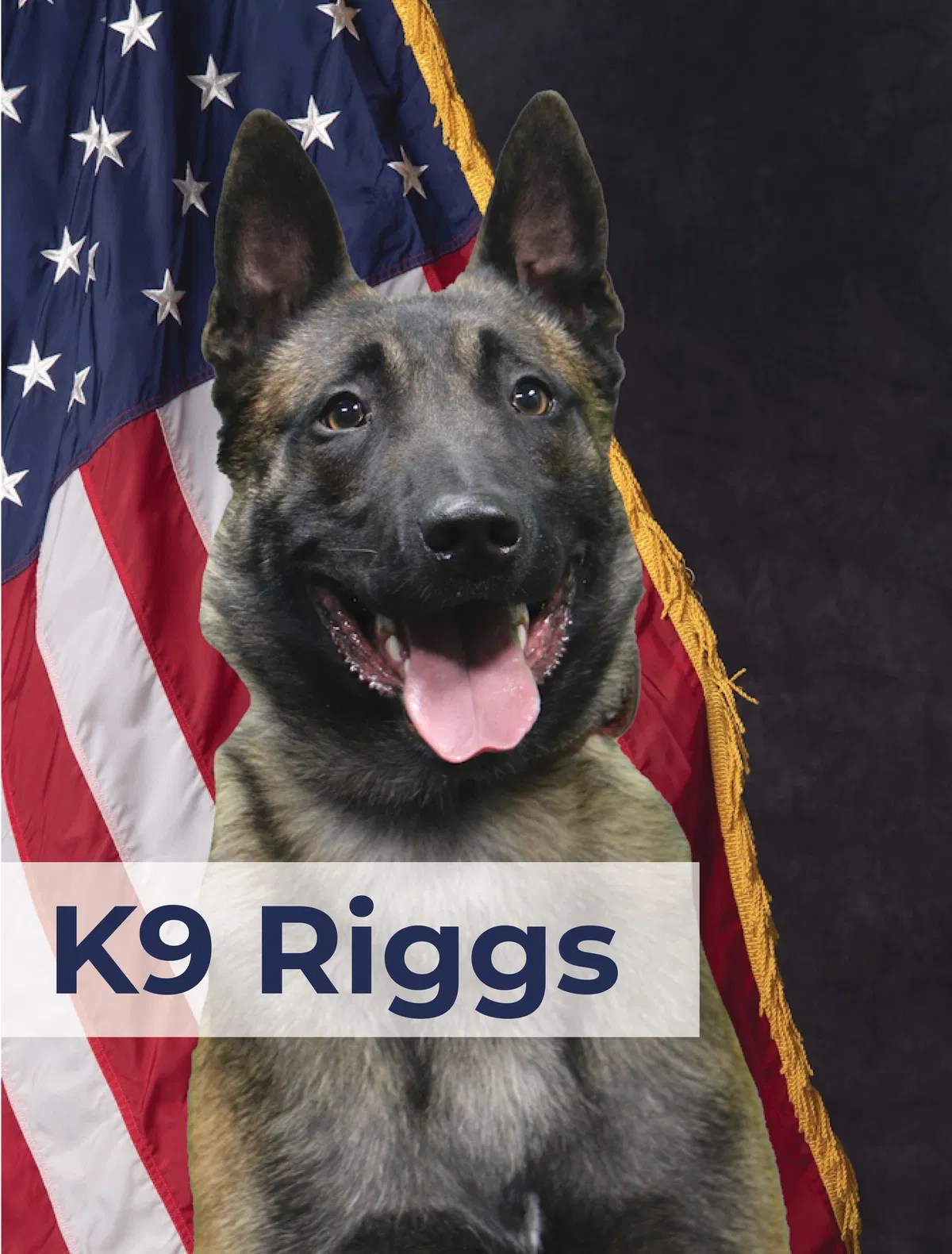 Colorado Springs police add two new K9's to their team KRDO