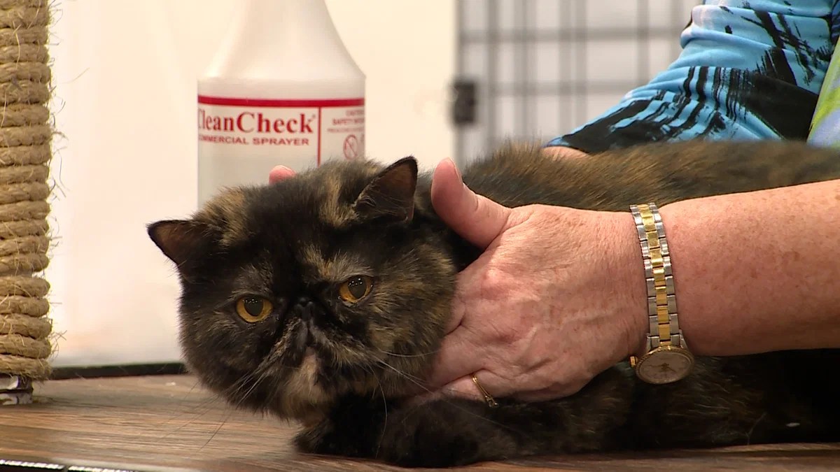 Cat Fest Colorado Springs 2024 draws hundreds KRDO
