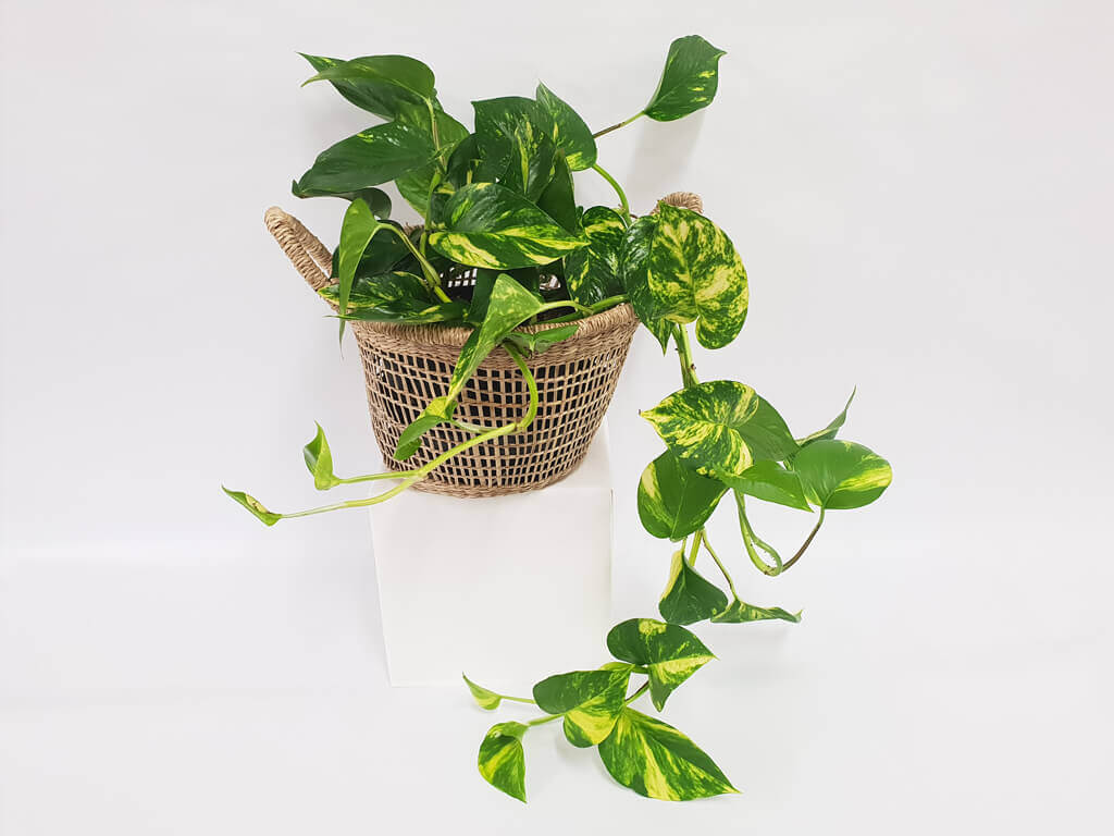 Liven Up Your Home with These 12 LowLight Houseplants