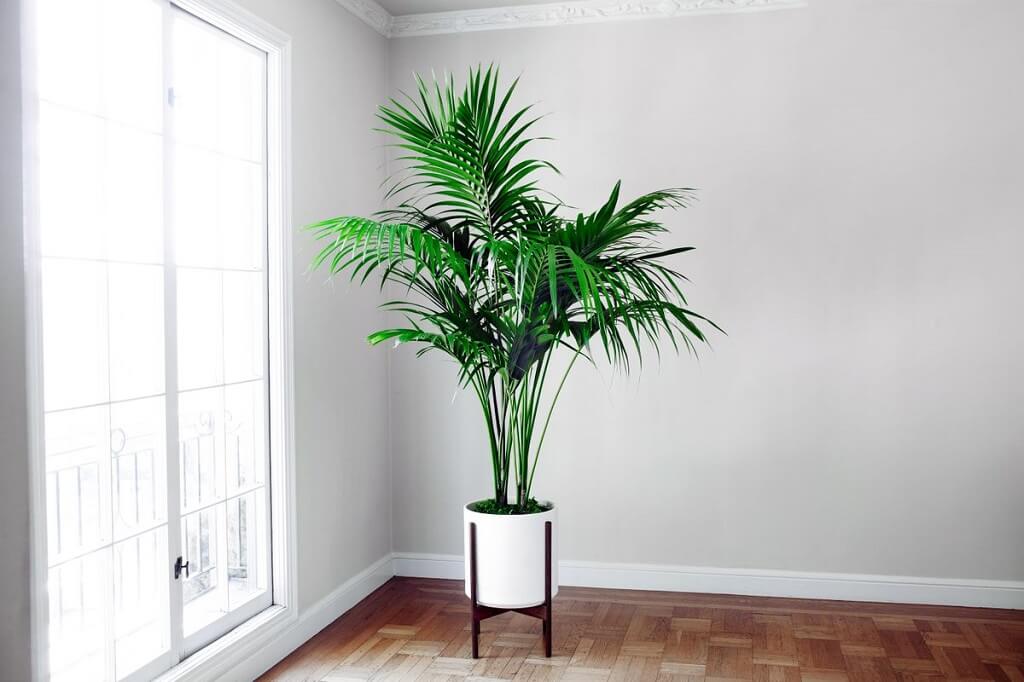 Liven Up Your Home with These 12 LowLight Houseplants
