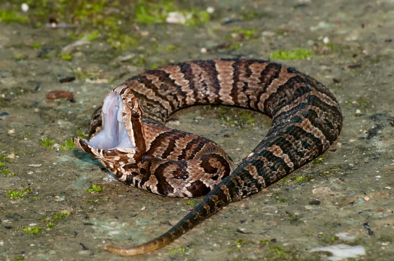 Venomous Snakes of Arkansas - Krebs Creek