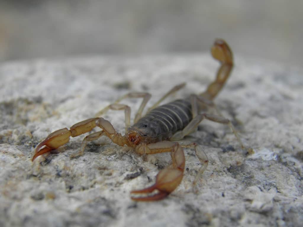 Scorpions In Utah Krebs Creek
