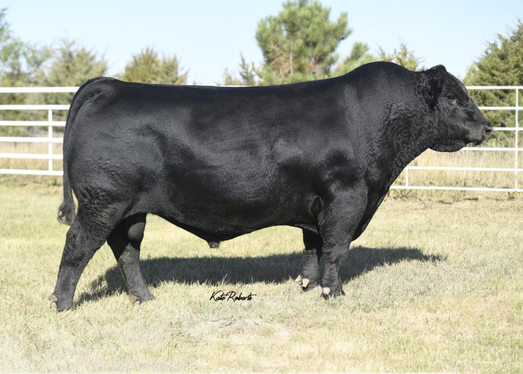 WAR Chief Krebs Ranch