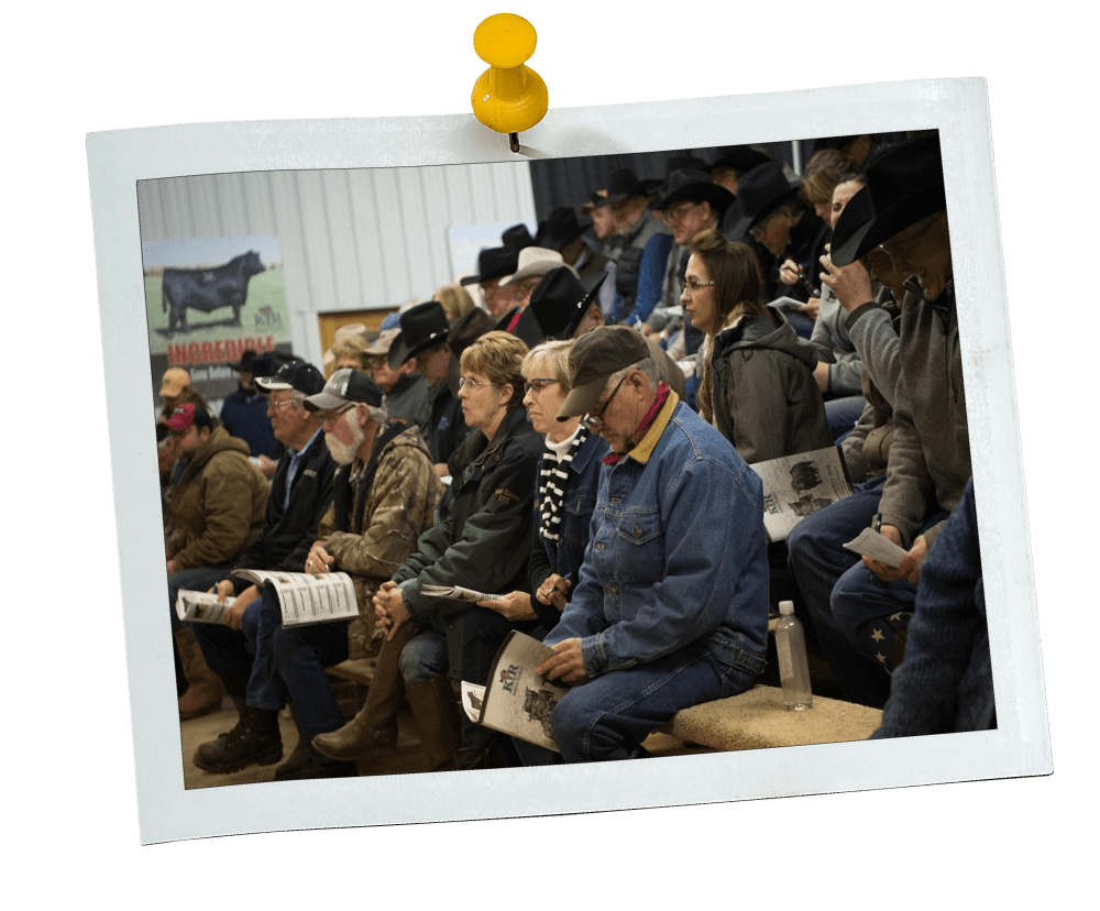 Krebs Angus Ranch Krebs Ranch