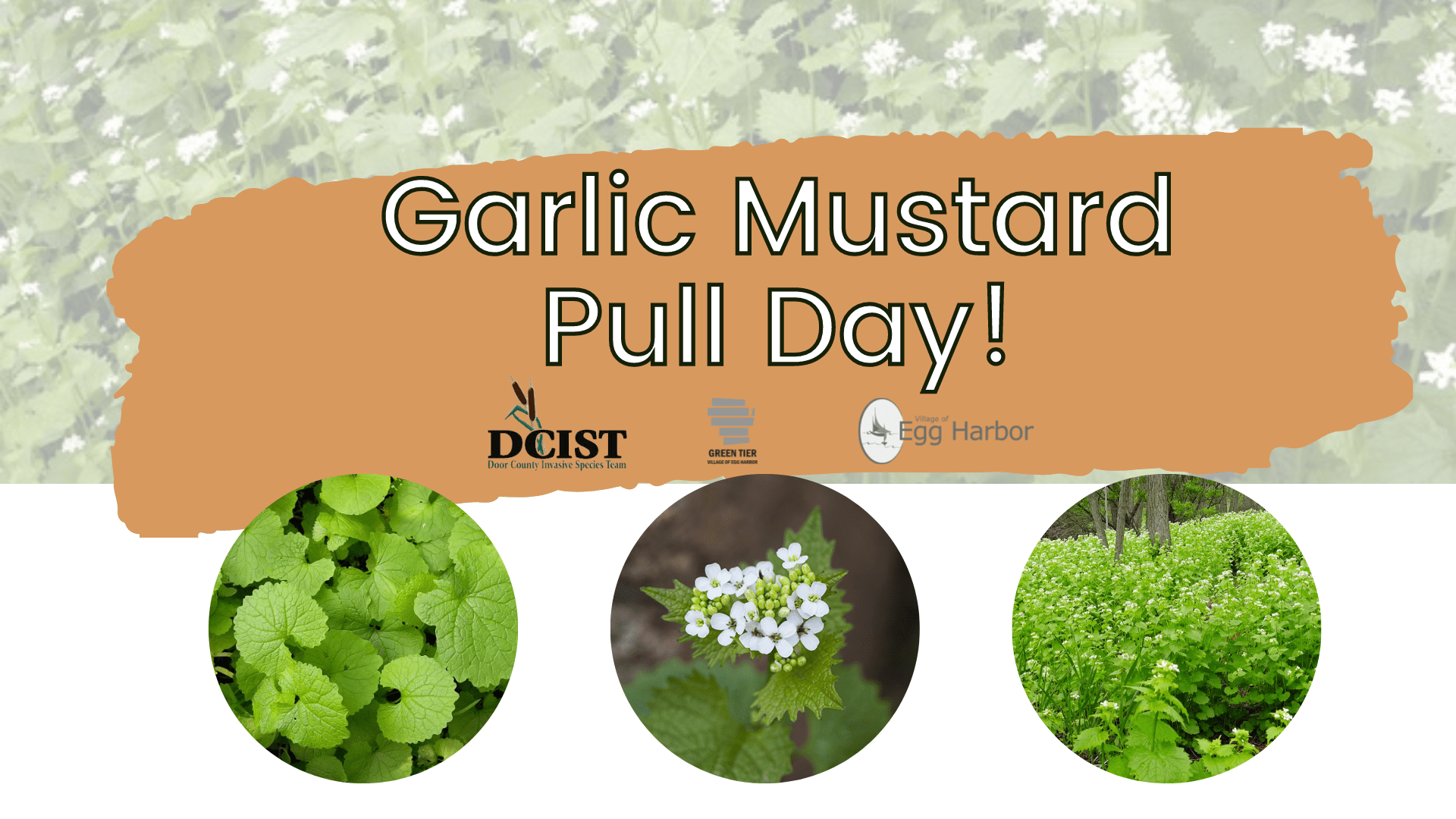 May 17 Garlic Mustard Pull Day Kress Pavilion