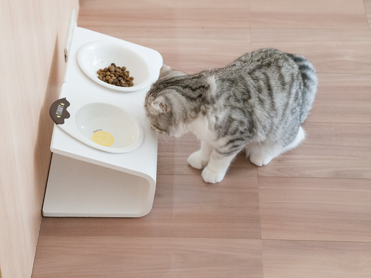 選択した画像 猫 餌皿 100均 260236猫 餌皿 100均