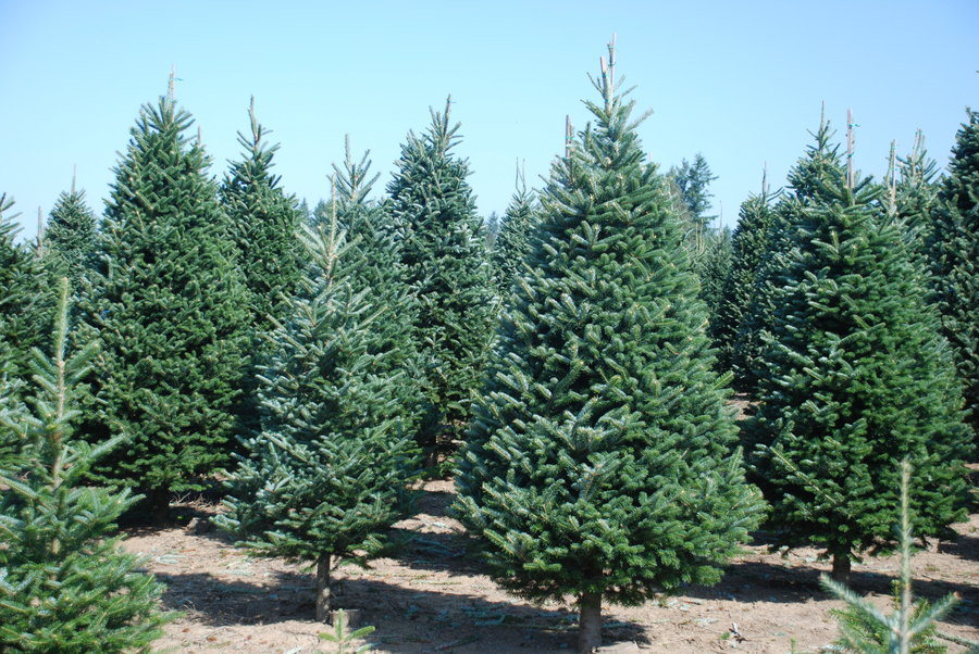 Kringle’s Photo Gallery