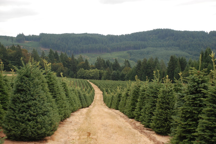 Kringle’s Photo Gallery