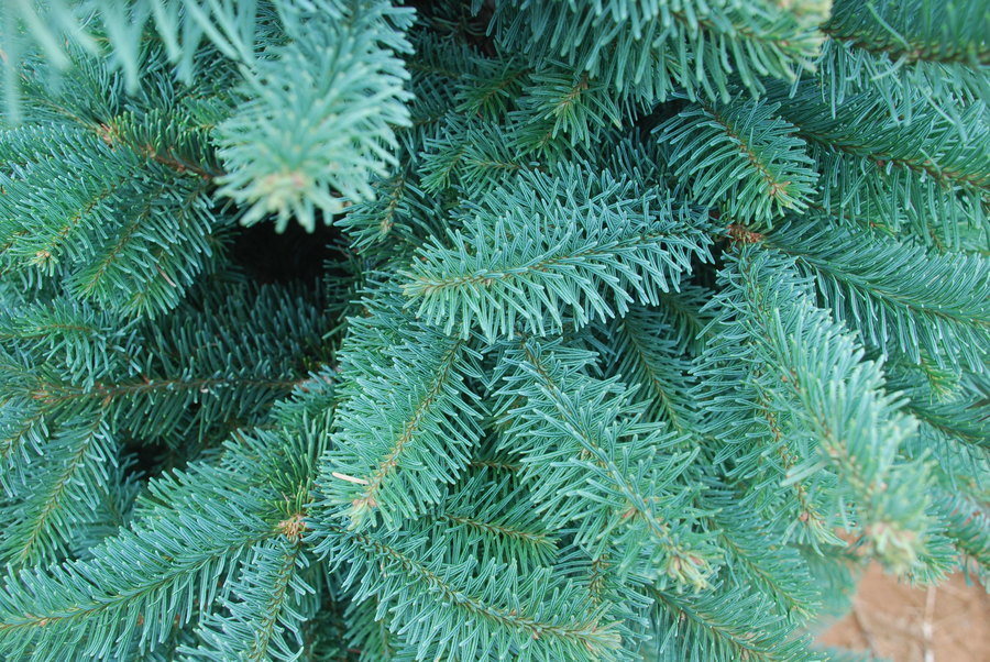 Kringle’s Photo Gallery