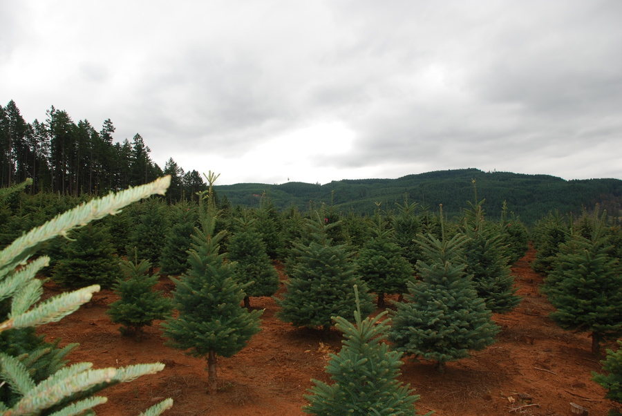 Kringle’s Photo Gallery