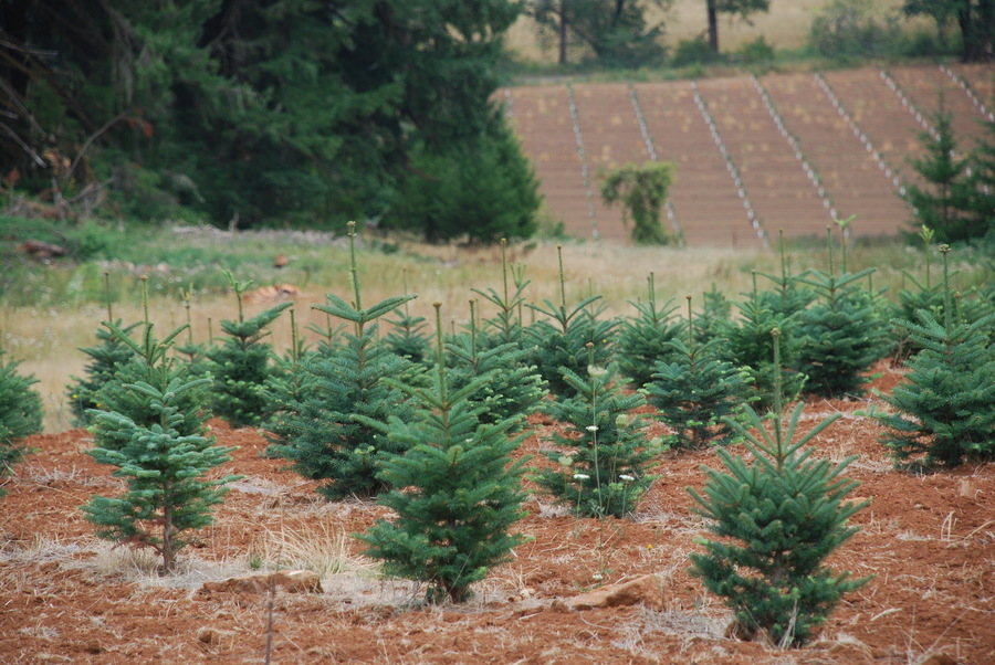 Kringle’s Photo Gallery