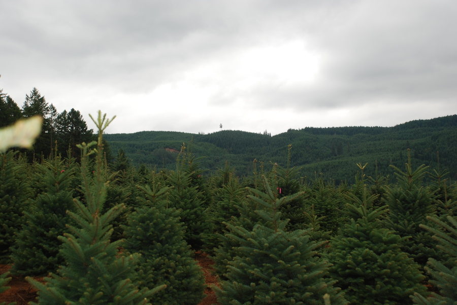 Kringle’s Photo Gallery