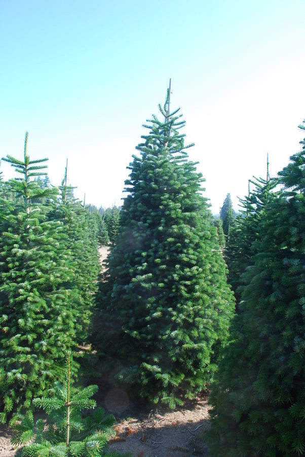 Kringle’s Photo Gallery