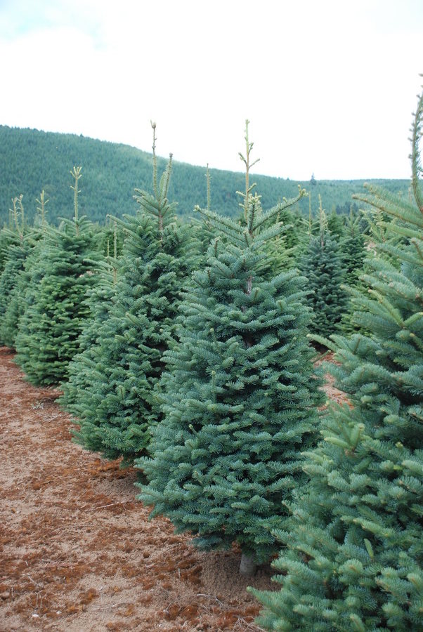 Kringle’s Photo Gallery