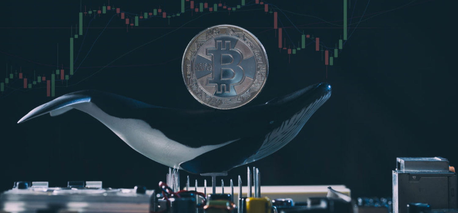 btc-whale-2.jpg