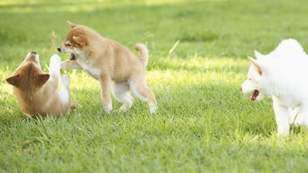 shiba-inu-puppy-11-e1567108681949-1280x720-1.jpg