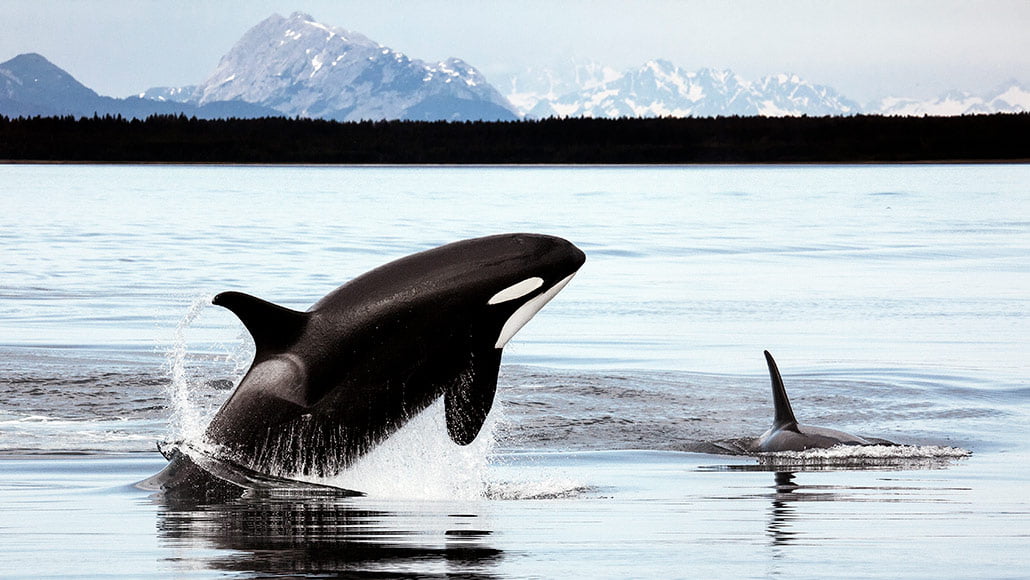 092419_ti_whalelung_feat.jpg