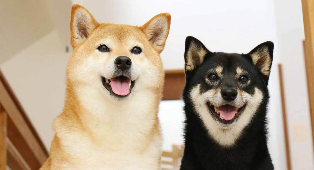 Shiba-Inu-Colors-long.jpg