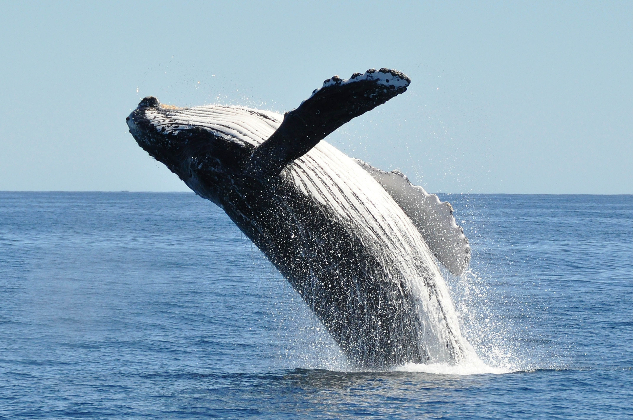 where-to-go-whale-watching-virginia-1522419979-scaled.jpg