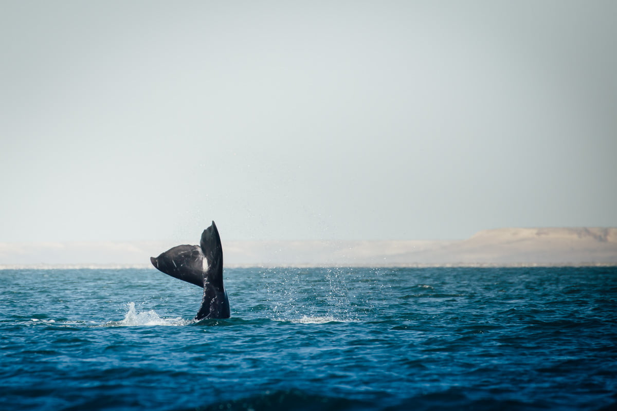 whale-tail-small-1.jpg