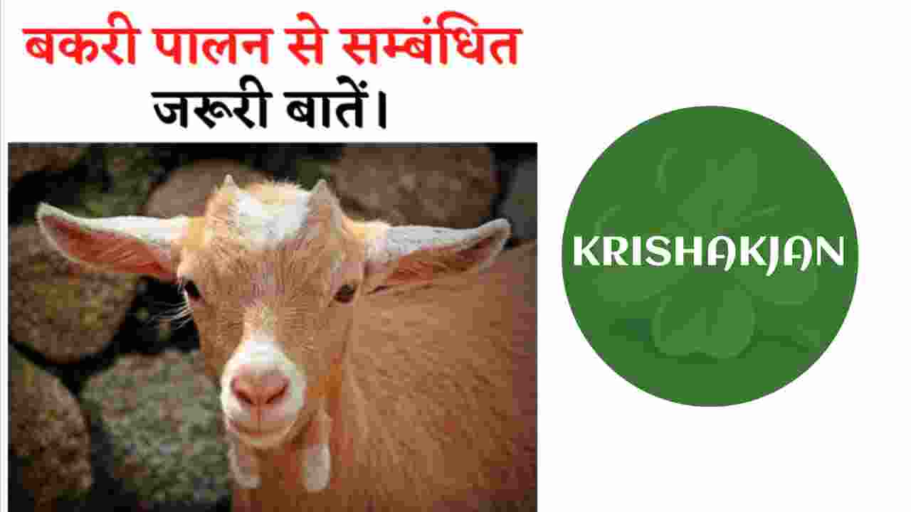 repeat breeding in cattle in hindi। repeat breeding in hindi। repeat