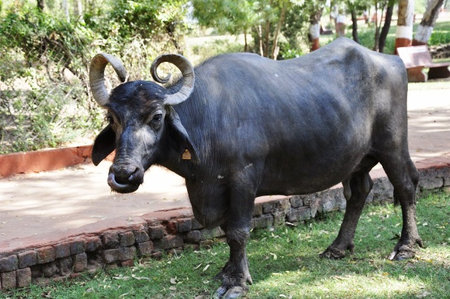 Important Breeds of Indian Buffaloes and their Characteristics