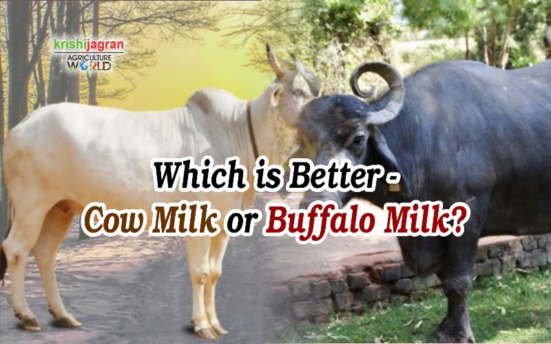 ventura99 Buffalo Milk Easier To Digest