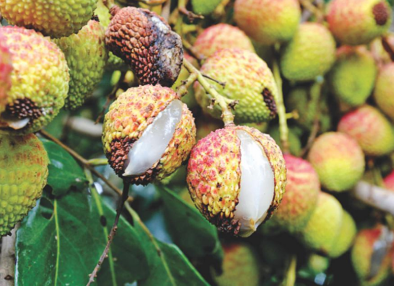 Fruit Drop And Fruit Cracking in Litchi Causes And Management