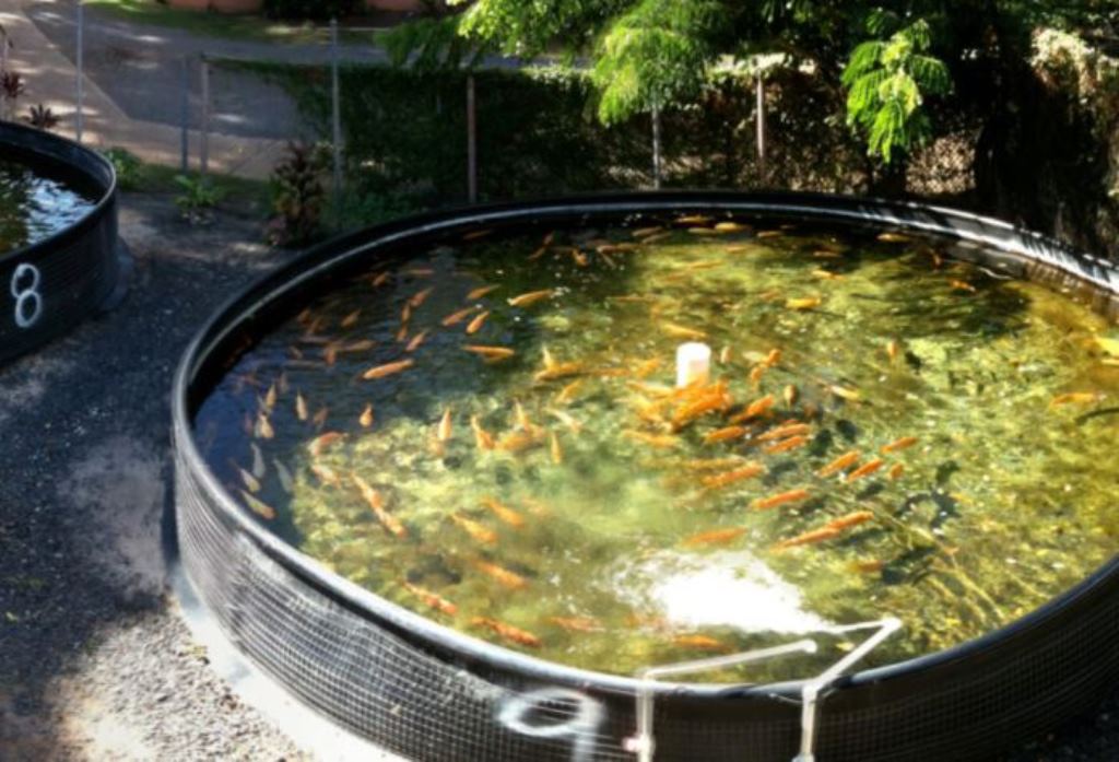 Women Empowerment Through Backyard Ornamental Fish Culture