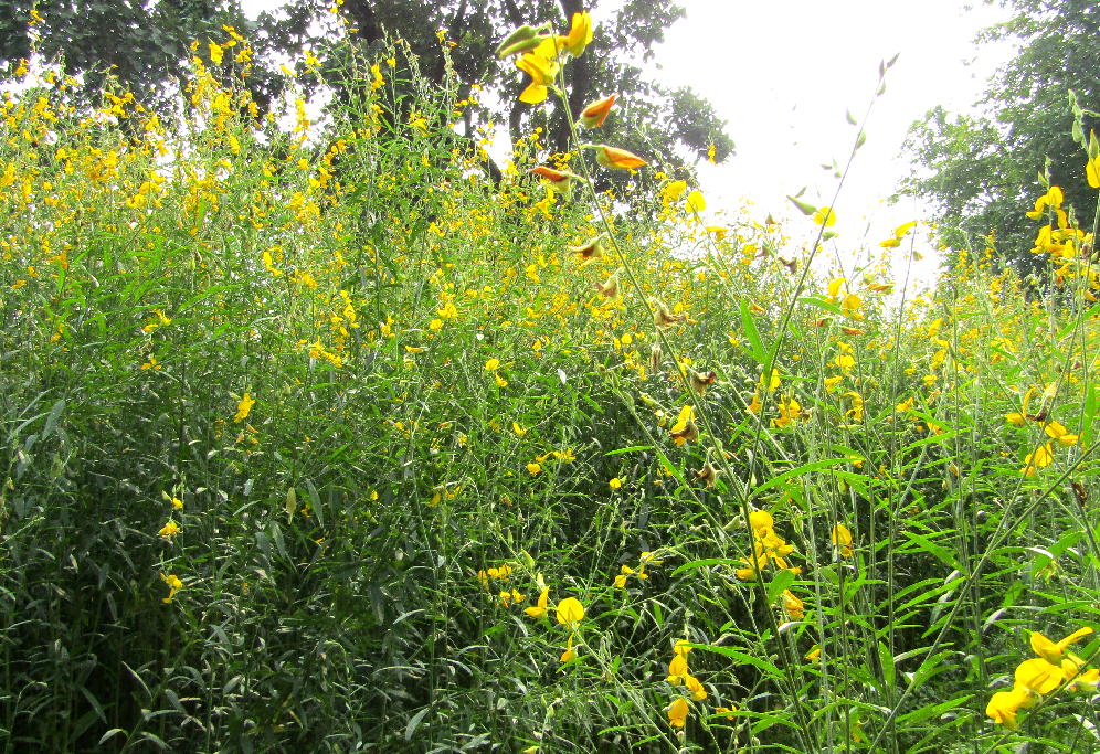 Seed Production of Sunnhemp