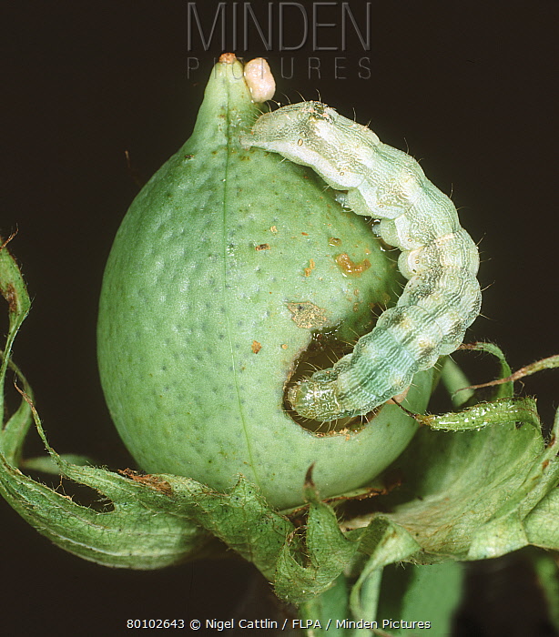 Cotton Bollworm, Corn Earworm, Pod Borer KrishiMala
