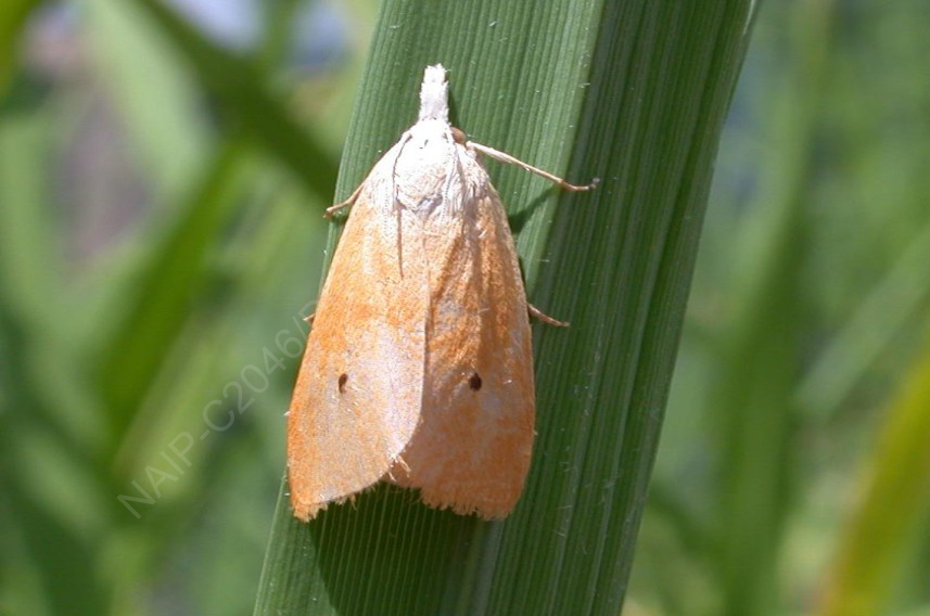 Yellow Stem Borer KrishiMala