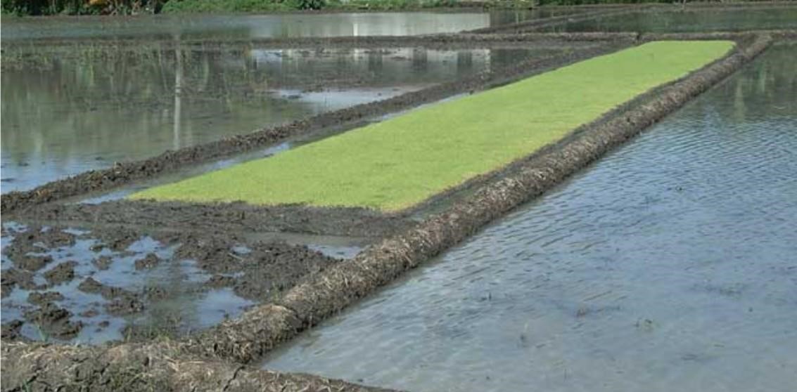 Method of raising seedlings of rice in a nursery bed कृषि पत्रिका