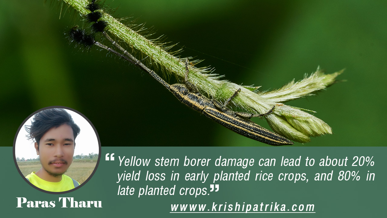 Yellow Stem Borer in Rice and Its Management कृषि पत्रिका