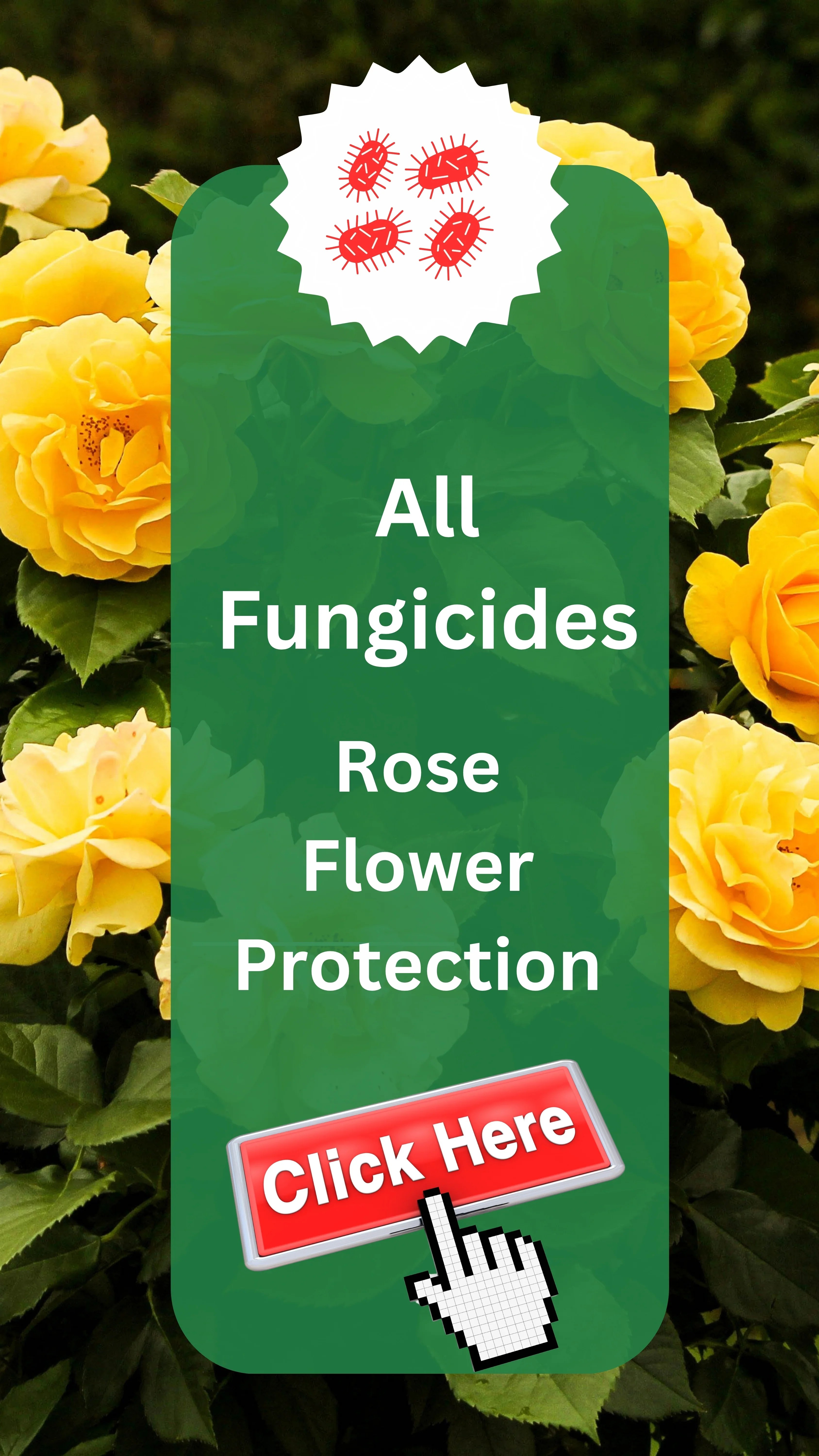 Buy Rose Fungicides Online Control Black Spot Krishi Seva Kendra
