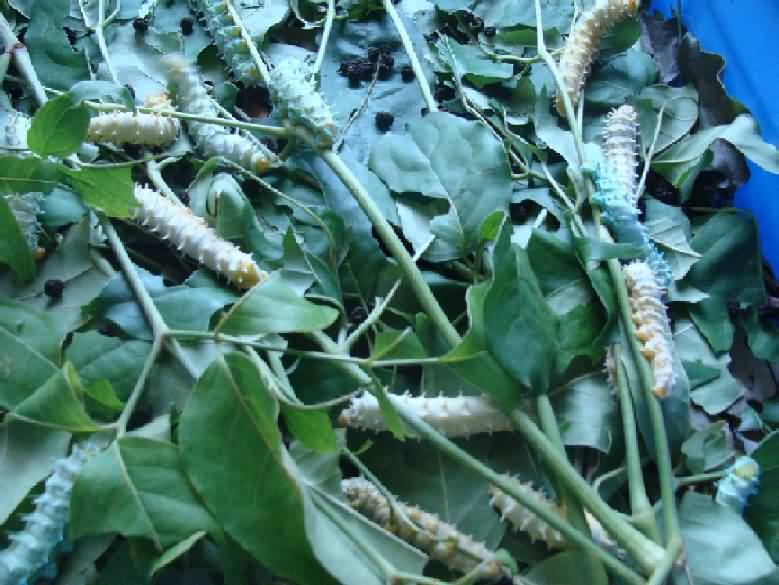 Cultivation practices of perennial eri silkworm host plant Kesseru in Ericulture Krishisewa