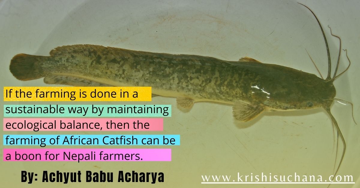 African Catfish Is it a real threat in Nepal? कृषि सूचना