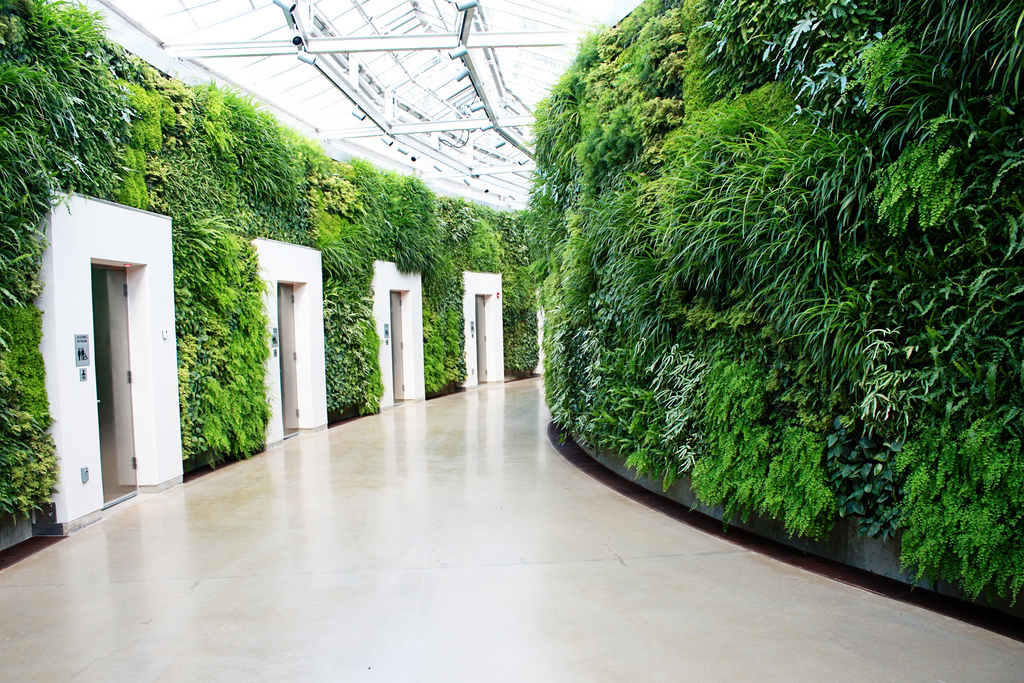 The Green Wall The Largest Leafy Wall in North America Kristen Baumlier