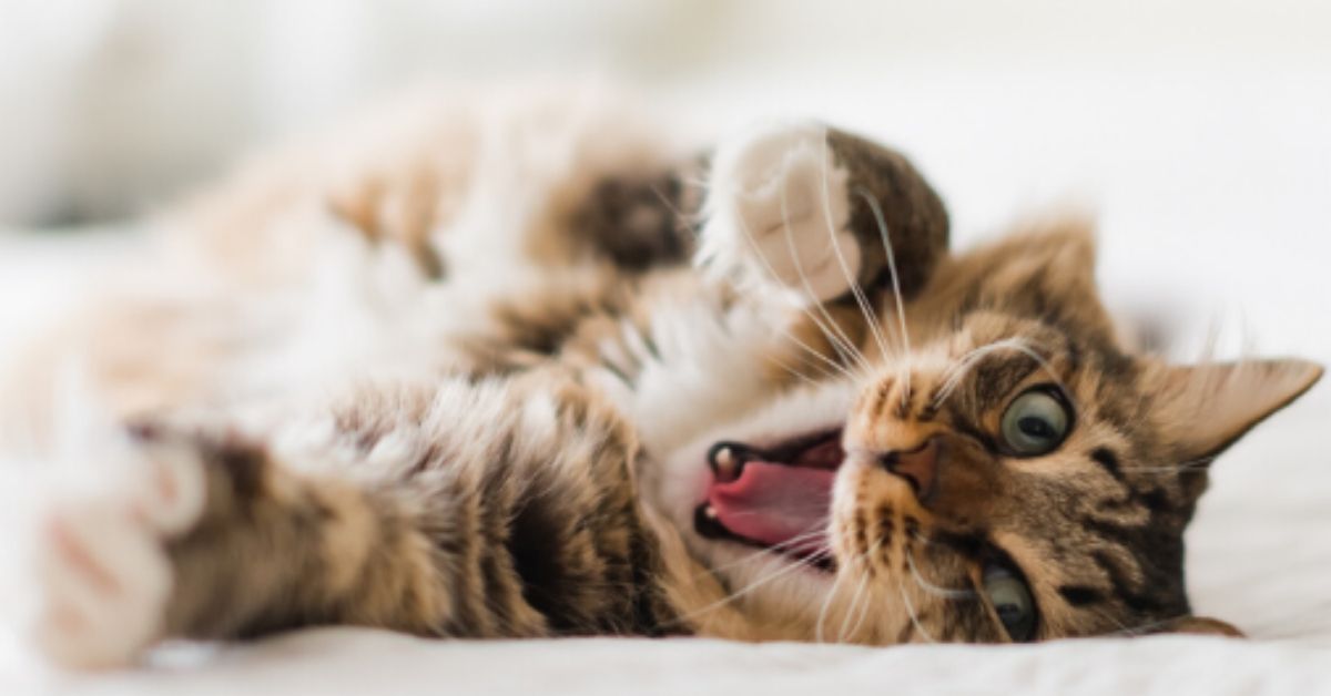 How to Clean Your Cat's Teeth Pet Living