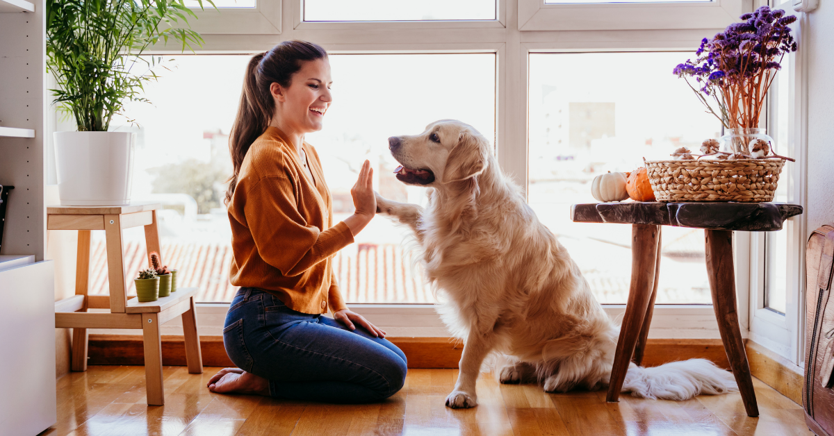 The Best Dog Training Treats and How to Use Them Pet Living