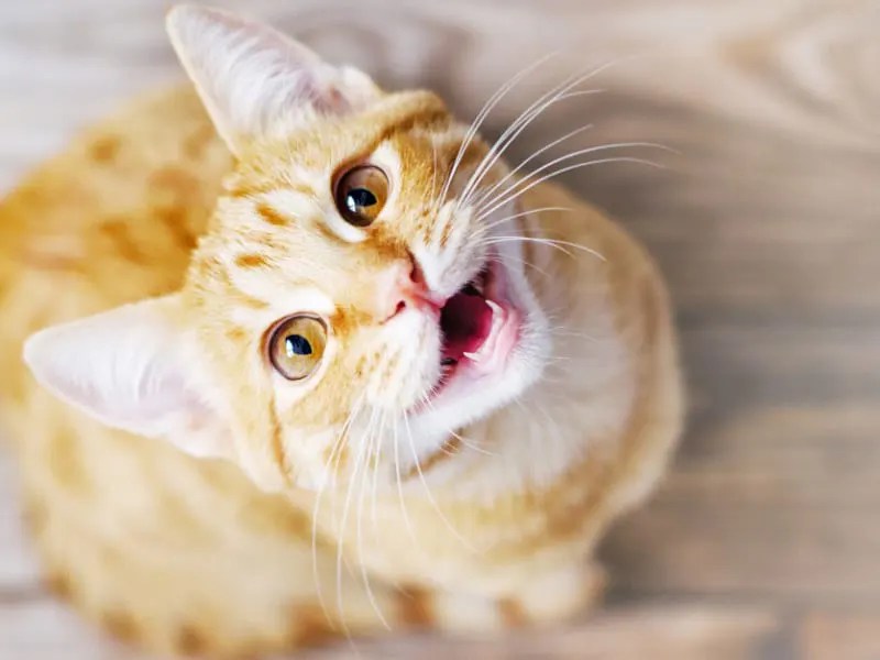 Why Is My Cat Meowing Non Stop? | Pet Living With Kristen Levine