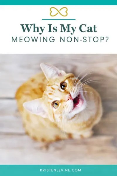 Why Is My Cat Meowing Non Stop? | Pet Living With Kristen Levine